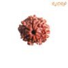 7 Mukhi Nepal Rudraksha ( 19.70 Mm) 13 7-Mukhi-Nepal-Rudraksha-19.70-Mm-Fp-C.jpg