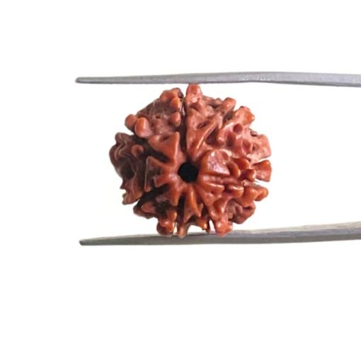 7-Mukhi-Nepal-Rudraksha-19.70-Mm-Mp-C.jpg