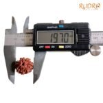 7-Mukhi-Nepal-Rudraksha-19.70-Mm-Op-C.jpg