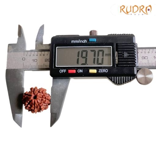 7-Mukhi-Nepal-Rudraksha-19.70-Mm-Op-C.jpg