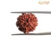 7 Mukhi Nepal Rudraksha ( 19.70 Mm) 14 7-Mukhi-Nepal-Rudraksha-19.70-Mm-Rp-C.jpg