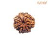 7-Mukhi-Nepal-Rudraksha-19.73-Mm-Fp-C.jpg