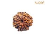 7-Mukhi-Nepal-Rudraksha-19.73-MM-FP-C.jpg