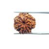 7 Mukhi Nepal Rudraksha ( 19.73 Mm) 34 7-Mukhi-Nepal-Rudraksha-19.73-Mm-Mp-C.jpg
