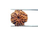 7-Mukhi-Nepal-Rudraksha-19.73-MM-MP-C.jpg