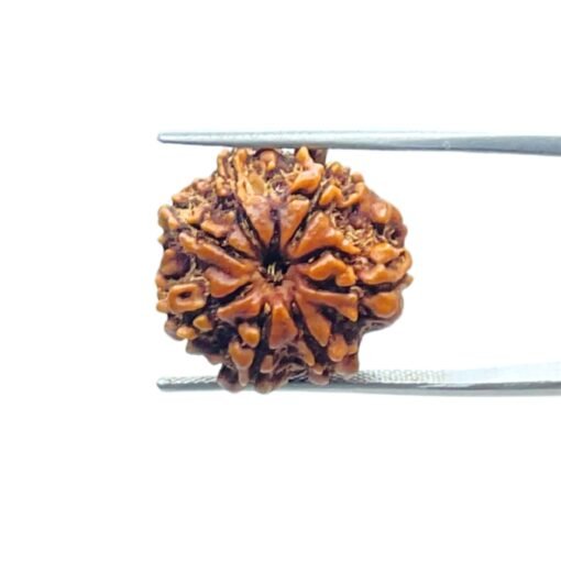 7-Mukhi-Nepal-Rudraksha-19.73-Mm-Mp-C.jpg