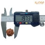7-Mukhi-Nepal-Rudraksha-19.73-Mm-Op-C.jpg