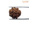 7-Mukhi-Nepal-Rudraksha-19.73-Mm-Rp-C.jpg