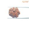 7-Mukhi-Nepal-Rudraksha-19.78-Mm-Bp-C.jpg