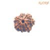 7-Mukhi-Nepal-Rudraksha-19.78-Mm-Fp-C.jpg