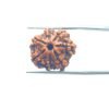 7-Mukhi-Nepal-Rudraksha-19.78-Mm-Mp-C.jpg