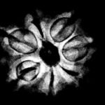 7 Mukhi Nepal Rudraksha ( 19.78 Mm)