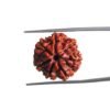 7 Mukhi Nepal Rudraksha (19.84 Mm)