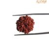 7 Mukhi Nepal Rudraksha (19.84 Mm) 13 7 Mukhi Nepal Rudraksha (19.84 Mm)