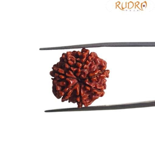 7 Mukhi Nepal Rudraksha (19.84 MM)