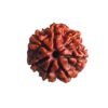 7 Mukhi Nepal Rudraksha (19.84 Mm) 14 7 Mukhi Nepal Rudraksha (19.84 Mm)