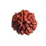 7 Mukhi Nepal Rudraksha (19.84 Mm) 7 7 Mukhi Nepal Rudraksha (19.84 Mm)