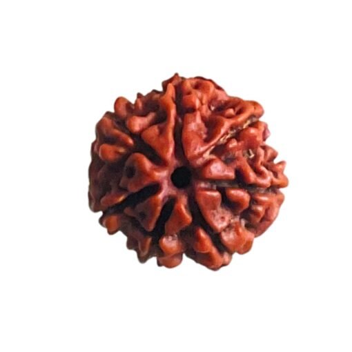 7 Mukhi Nepal Rudraksha (19.84 MM)