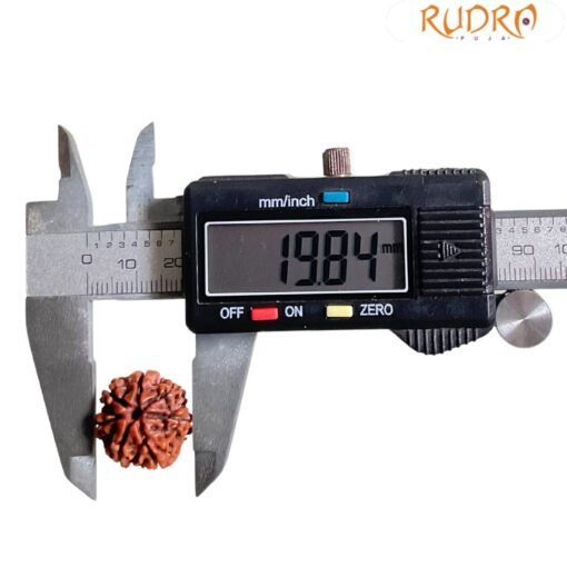 7 Mukhi Nepal Rudraksha (19.84 MM)