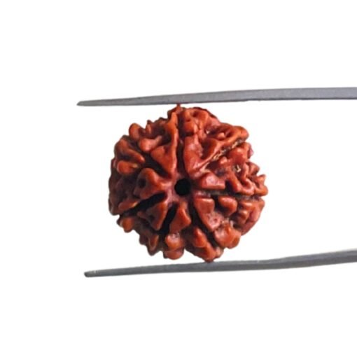 7 Mukhi Nepal Rudraksha (19.84 Mm)