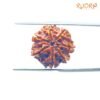 7 Mukhi Nepal Rudraksha ( 19.86 Mm) 12 7-Mukhi-Nepal-Rudraksha-19.86-Mm-Bp-C.jpg