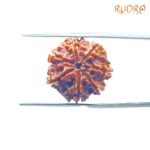 7-Mukhi-Nepal-Rudraksha-19.86-Mm-Bp-C.jpg