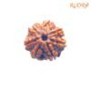 7 Mukhi Nepal Rudraksha ( 19.86 Mm) 11 7-Mukhi-Nepal-Rudraksha-19.86-Mm-Fp-C.jpg