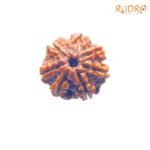 7-Mukhi-Nepal-Rudraksha-19.86-Mm-Fp-C.jpg