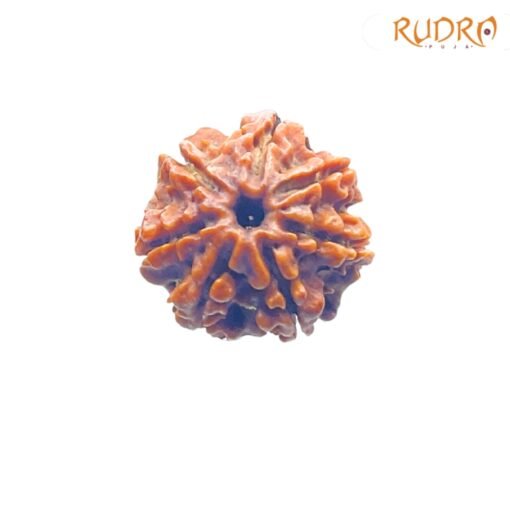 7-Mukhi-Nepal-Rudraksha-19.86-Mm-Fp-C.jpg
