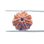 7-Mukhi-Nepal-Rudraksha-19.86-MM-MP-C.jpg