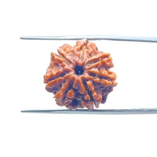 7-Mukhi-Nepal-Rudraksha-19.86-Mm-Mp-C.jpg
