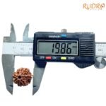 7-Mukhi-Nepal-Rudraksha-19.86-Mm-Op-C.jpg