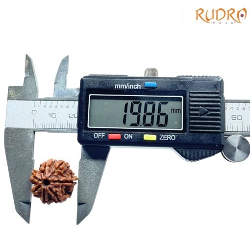 7-Mukhi-Nepal-Rudraksha-19.86-Mm-Op-C.jpg