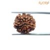 7 Mukhi Nepal Rudraksha ( 19.90 Mm) 14 7-Mukhi-Nepal-Rudraksha-19.90-Mm-Bp-C.jpg