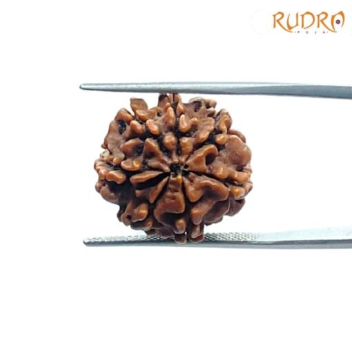 7-Mukhi-Nepal-Rudraksha-19.90-MM-BP-C.jpg