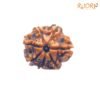 7 Mukhi Nepal Rudraksha ( 19.90 Mm) 13 7-Mukhi-Nepal-Rudraksha-19.90-Mm-Fp-C.jpg