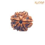 7-Mukhi-Nepal-Rudraksha-19.90-MM-FP-C.jpg