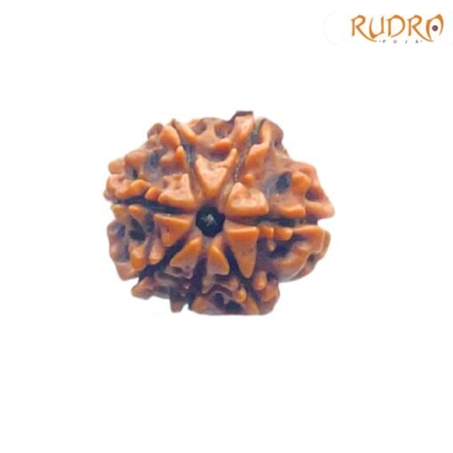 7-Mukhi-Nepal-Rudraksha-19.90-MM-FP-C.jpg