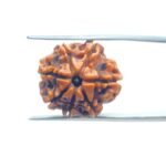 7-Mukhi-Nepal-Rudraksha-19.90-MM-MP-C.jpg