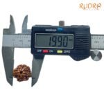 7 Mukhi Nepal Rudraksha ( 19.90 Mm) 8 7-Mukhi-Nepal-Rudraksha-19.90-Mm-Op-C.jpg
