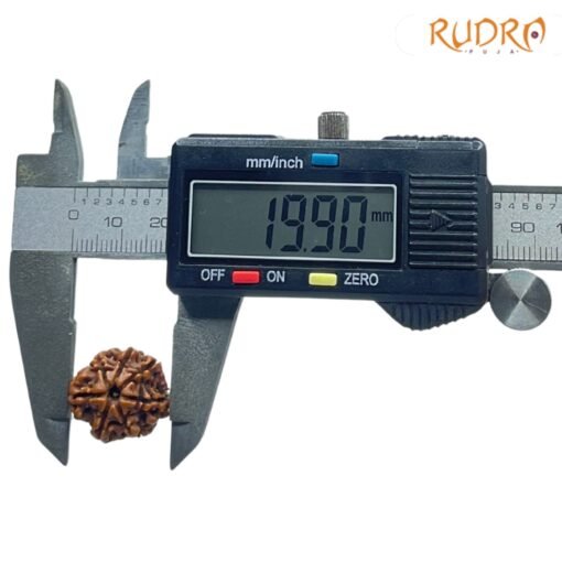 7-Mukhi-Nepal-Rudraksha-19.90-MM-OP-C.jpg