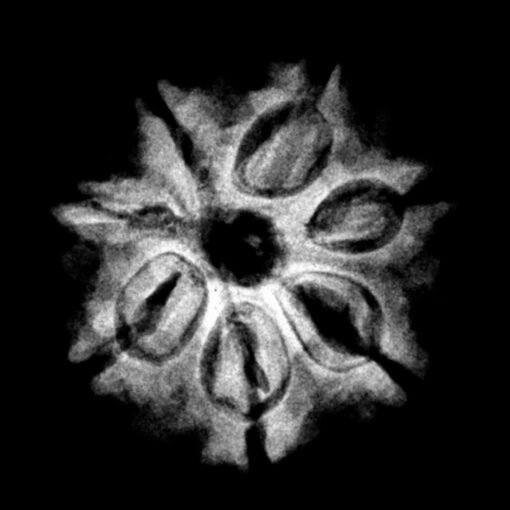 7-Mukhi-Nepal-Rudraksha-19.90-MM-X-Ray.jpg