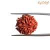 7 Mukhi Nepal Rudraksha ( 19.95 Mm) 14 7-Mukhi-Nepal-Rudraksha-19.95-Mm-Bp-C.jpg