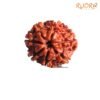 7 Mukhi Nepal Rudraksha ( 19.95 Mm) 13 7-Mukhi-Nepal-Rudraksha-19.95-Mm-Fp-C.jpg