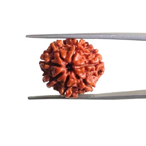 7-Mukhi-Nepal-Rudraksha-19.95-Mm-Mp-C.jpg