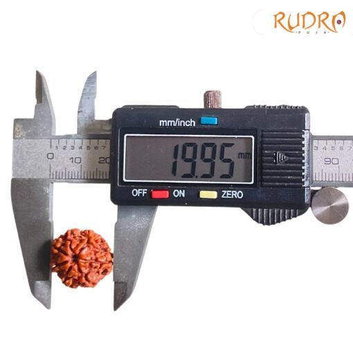 7-Mukhi-Nepal-Rudraksha-19.95-Mm-Op-C.jpg
