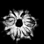 7 Mukhi Nepal Rudraksha ( 19.95 Mm) 9 7 Mukhi Nepal Rudraksha (19.95 Mm) X-Ray