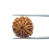 7 Mukhi Nepal Rudraksha (20.00 Mm) 35 7 Mukhi Nepal Rudraksha (20.00 Mm)