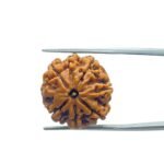7 Mukhi Nepal Rudraksha (20.00 MM)