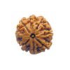7 Mukhi Nepal Rudraksha (20.00 Mm) 14 7 Mukhi Nepal Rudraksha (20.00 Mm)